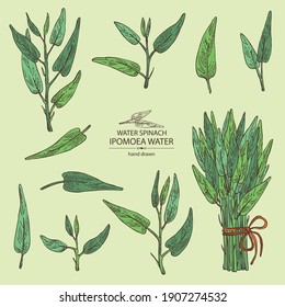 Collection of Ipomoea water: leaves, plant of Ipomoea water and bunch of water spinach. Vector hand drawn illustration