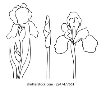 Collection of iris flowers, bud, blooming iris with leaves. Vector illustration. isolated Hand drawing summer garden flower. For design, decoration and printing