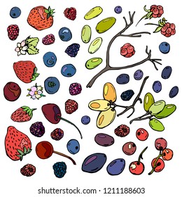 collection of isolated berry objects. Beautiful background for menu design and packaging.