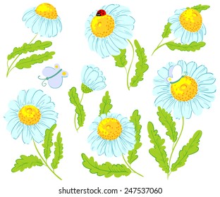 Collection of isolated chamomile flowers
