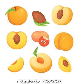 Collection of isolated cut and whole vector peaches. Vector apricot illustration in curtoon style