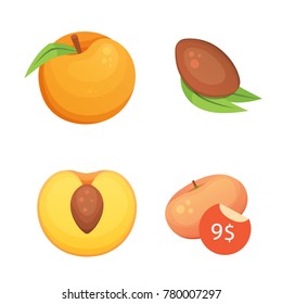 Collection of isolated cut and whole vector peaches. Vector apricot illustration in curtoon style