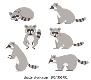 Collection isolated cute raccoon. Animal character design. Flat vector illustration isolated on white background.