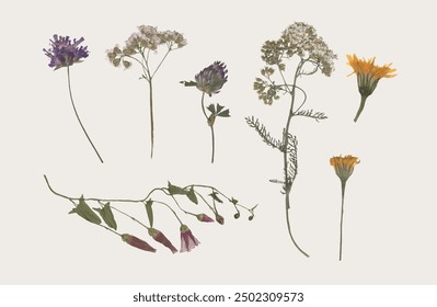 collection of isolated dried pressed flower and leaf illustrations on transparent background