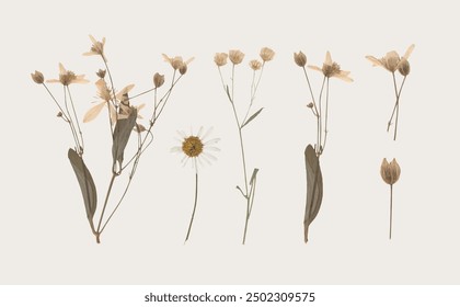 collection of isolated dried pressed flower and leaf illustrations on transparent background