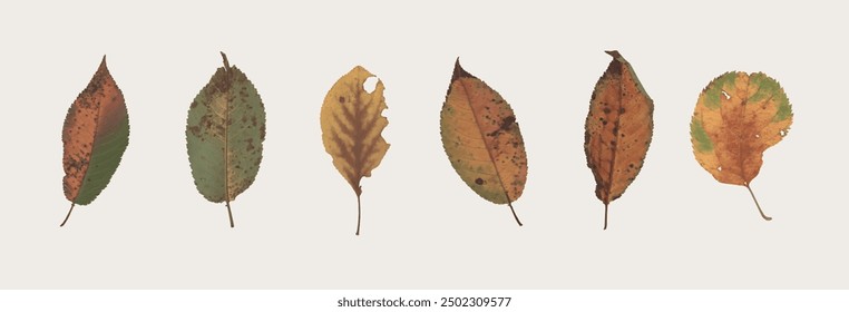 collection of isolated dried pressed flower and leaf illustrations on transparent background