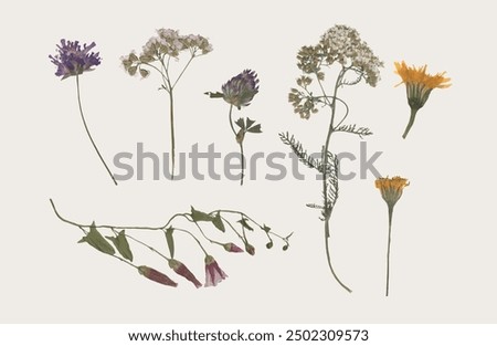 collection of isolated dried pressed flower and leaf illustrations on transparent background