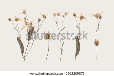 collection of isolated dried pressed flower and leaf illustrations on transparent background
