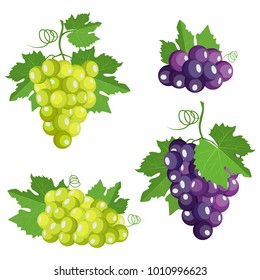 Collection of isolated grape. Fresh purple and white grape berries with leaf isolated on white background