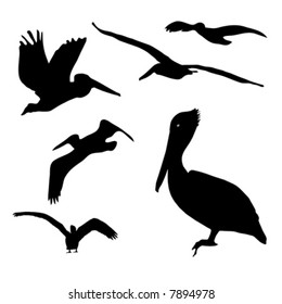 Collection of isolated Pelican silhouette designs in AI-EPS8 format.