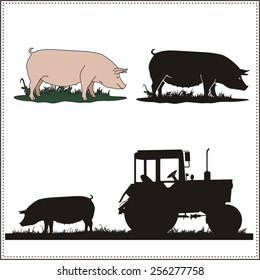 Collection isolated pigs on white background.