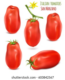 Collection of Italian plum tomatoes San Marzano. Vector illustration of tomato with green stem.