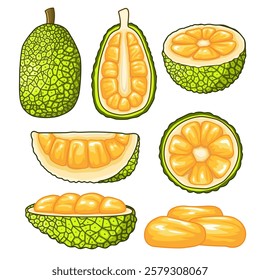 Collection of jack fruit, halved and sliced ​​in various positions. Great for use in your learning assets and assignment presentations.