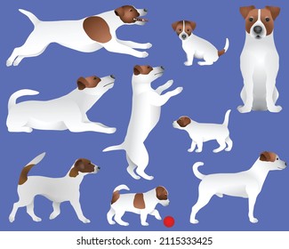 Collection of Jack Russell terrier dog breed in colour image