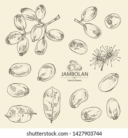 Collection of jambolan: jambolan fruit and leaves. Vector hand drawn illustration