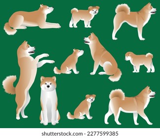 Collection of Japanese Akita or Akita Inu dog breed in colour image