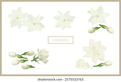 A collection of Jasmine Flower in various shapes and sizes, arranged in a seamless pattern on a white.