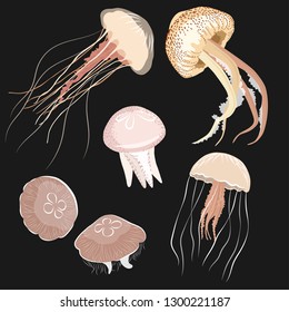 Collection of jellyfish on dark background. Vector illustration.