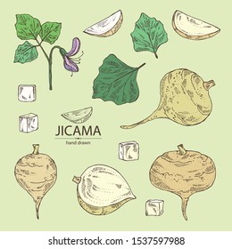Collection of jicama: tuber of jicama, leaves, flower and slice. Pachyrhizus erosus. Vector hand drawn illustration. 