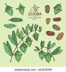 Collection of jojoba: nuts, branch and fruit. Cosmetics and medical plant. hand drawn.