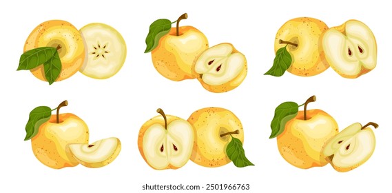 Collection of juicy yellow apples and ripe fruit pieces. Vector graphics. Vector graphics.