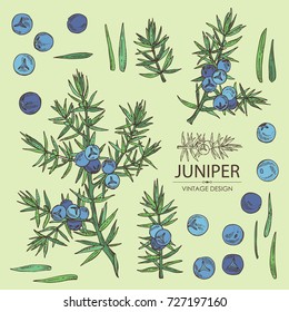 Collection of juniper: berries juniper and a branch. Cosmetics and medical plant. hand drawn.
