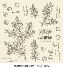Collection of juniper: berries and a branch. Cosmetics and medical plant. hand drawn svg