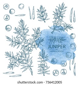Collection of juniper: berries and a branch. Cosmetics and medical plant. hand drawn