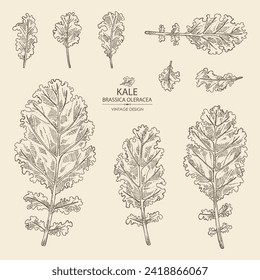 Collection of kale: kale plant and kale leaves. Brassica oleracea. Vector hand drawn illustration. 