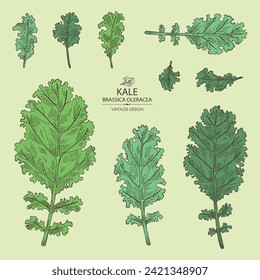 Collection of kale: kale plant and kale leaves. Brassica oleracea. Vector hand drawn illustration. 