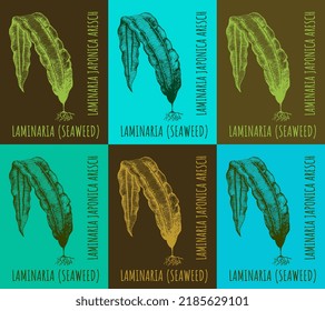 Collection of kelp in different color compositions: laminaria sea kale, japonica Aresch. Edible algae. Vector hand drawn illustration.
