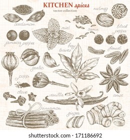 Collection of kitchen spices hand-drawn, vector illustration in vintage style.