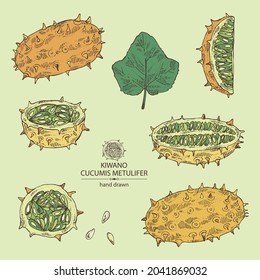 Collection of kiwano: fruts, leaves, seeds and kiwano slice. Cucumis metulifer. Vector hand drawn illustration