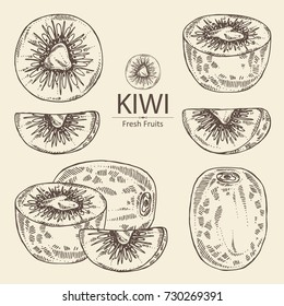 Collection of kiwi fruit and slice of kiwi. Vector hand drawn illustrationart