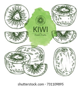 Collection of kiwi fruit and slice of kiwi. Vector hand drawn illustrationart