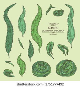 Collection of kombu: kombu seaweed, sea kale. Laminaria japonica. Brown algae. Edible seaweed. Vector hand drawn illustration.