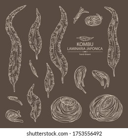 Collection of kombu: kombu seaweed, sea kale. Laminaria japonica. Brown algae. Edible seaweed. Vector hand drawn illustration.