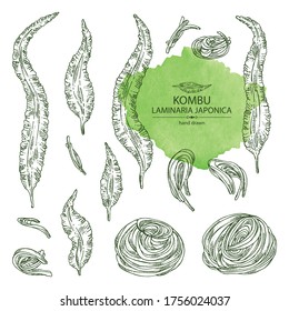 Collection of kombu: kombu seaweed, sea kale. Laminaria japonica. Brown algae. Edible seaweed. Vector hand drawn illustration.