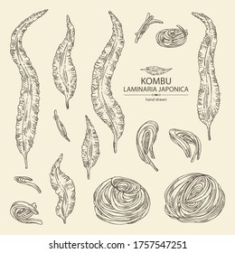 Collection of kombu: kombu seaweed, sea kale. Laminaria japonica. Brown algae. Edible seaweed. Vector hand drawn illustration.