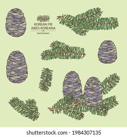 Collection of korean fir: branch of korean fir with abies koreana cone. Cosmetics and medical plant. Vector hand drawn illustration.