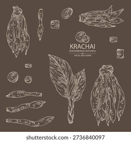 Collection of krachai: krachai root and leavers, chinese ginger. Boesenbergia rotunda. Vector hand drawn illustration.