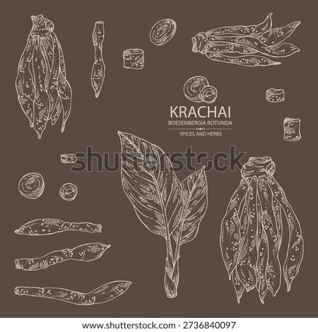 Collection of krachai: krachai root and leavers, chinese ginger. Boesenbergia rotunda. Vector hand drawn illustration.