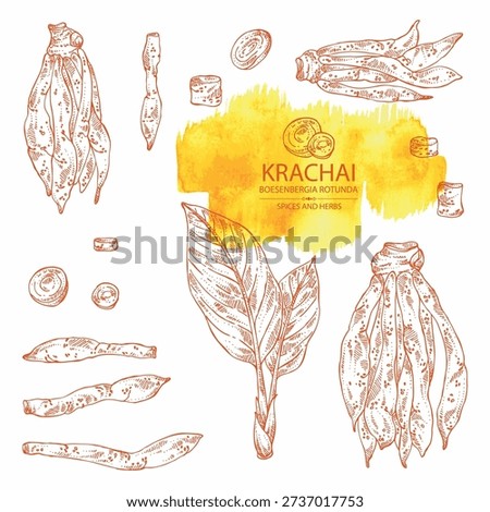Collection of krachai: krachai root and leavers, chinese ginger. Boesenbergia rotunda. Vector hand drawn illustration.