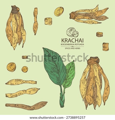 Collection of krachai: krachai root and leavers, chinese ginger. Boesenbergia rotunda. Vector hand drawn illustration.