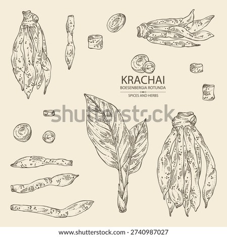 Collection of krachai: krachai root and leavers, chinese ginger. Boesenbergia rotunda. Vector hand drawn illustration.