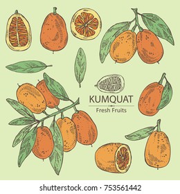 Collection of kumquat: whole kumquat and sliced. Vector hand drawn illustration.