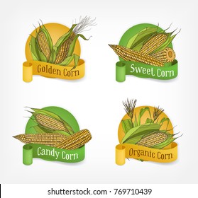 Collection of labels, badges or logotypes with realistic hand drawn cobs of organic corn or corncobs and ribbons isolated on white background. Vector illustration for agricultural products promotion.