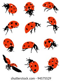 Collection of ladybirds