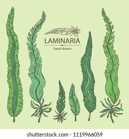 Collection of laminaria: laminaria seaweed, sea kale. Brown algae. Edible seaweed. Vector hand drawn illustration.