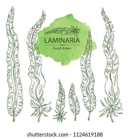 Collection of laminaria: laminaria seaweed, sea kale. Brown algae. Edible seaweed. Vector hand drawn illustration.